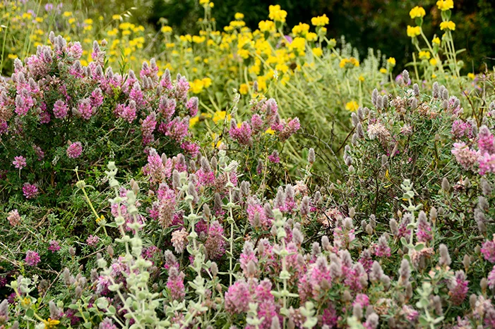Rosa und gelbe Blumenwiese